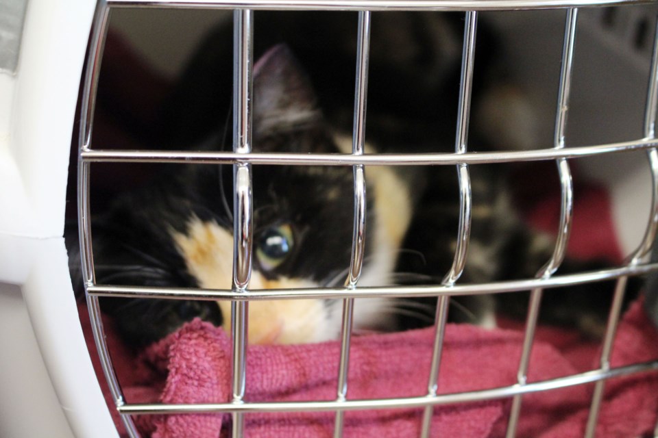 The Bonnyville and District SPCA and the MD of Bonnyville hosted their second spay and neuter clinic on Thursday, Sept. 24. Photo by Robynne Henry.