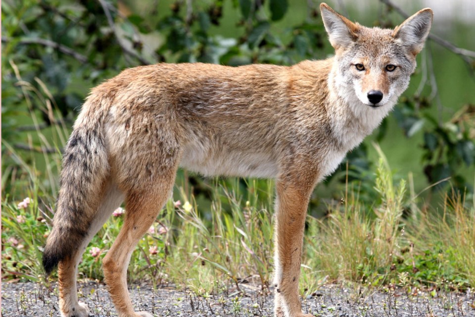 The MD of Bonnyville's coyote and wolf reduction program has seen an increase in the number of coyotes brought in. 
File photo