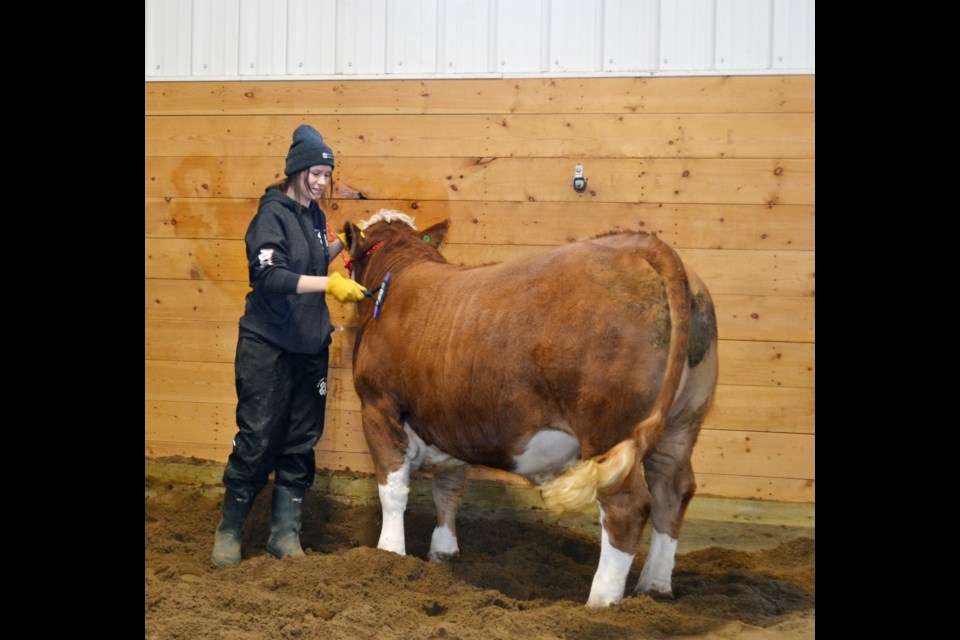 Ashley Lecopoy has a good start on preparing her steer for the upcoming Achievement Day, and was busy working on getting him to look his best at last week’s Mini Achievement Day. / Vicki Brooker