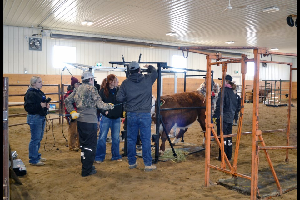 Getting a steer into the trimming and grooming chute for the first time is sometimes a job that requires a lot of help, and leaders, parents and fellow 4-H members were all on hand to get the job done at the Mini Achievement Day. / Vicki Brooker photo