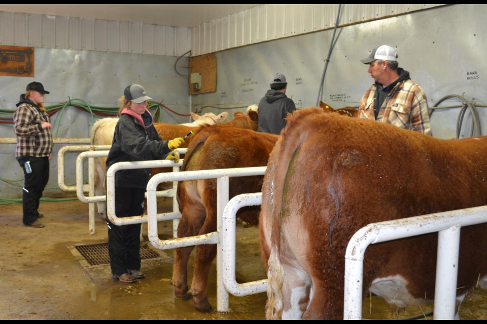 A quick visit to the wash bay at the C.G. Baker Arena was in order before some serious grooming and clipping got underway for the Elk Point 4-H Beef Club members. / Vicki Brooker