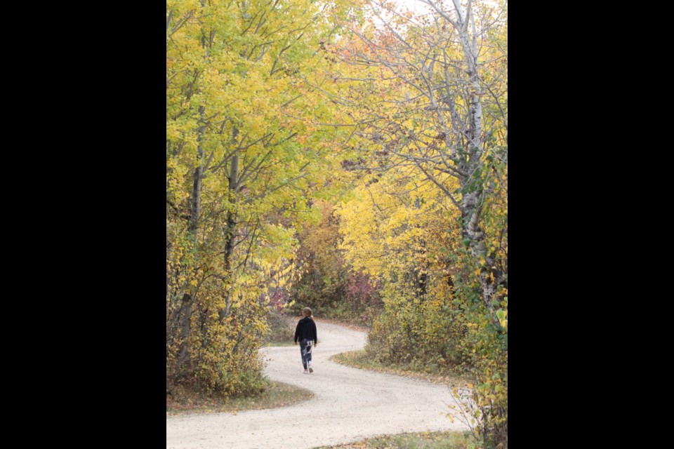 The Fall colours wind along the road inside Sir Winston Churchill Provincial Park in Lac La Biche County.  The park attracts many seasonal visitors looking at the changing colours