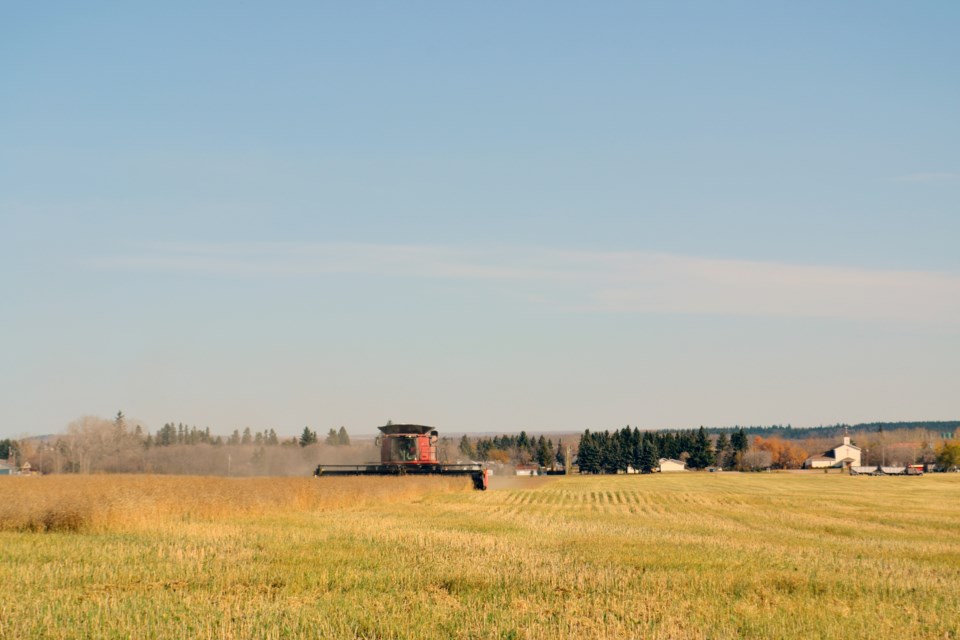 On the north side of the same field, a big red combine provided by Rocky Mountain Equipment approaches Road 71 with the Town of Elk Point for a background. / Vicki Brooker photo