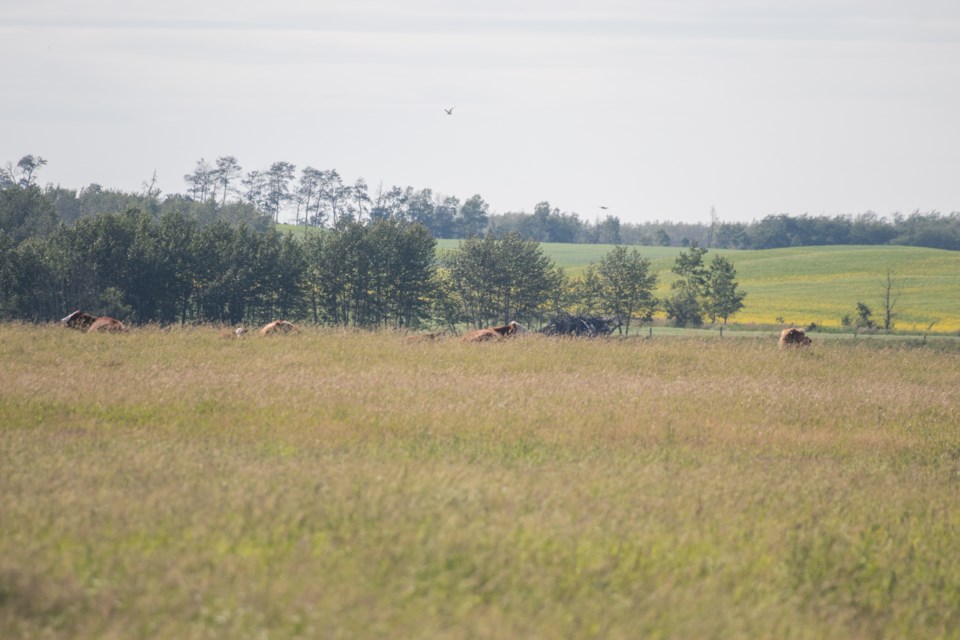 agshots-2