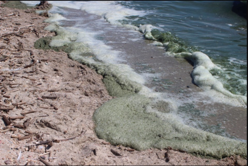 algae on the shore