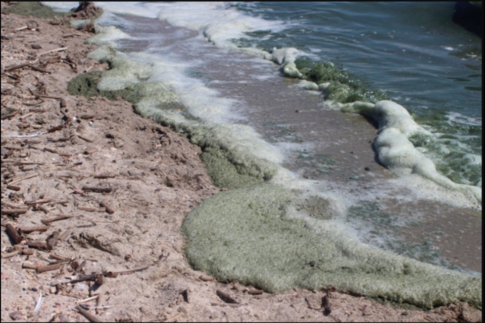 An example of blue-green algae frothing  to the shoreline. 
