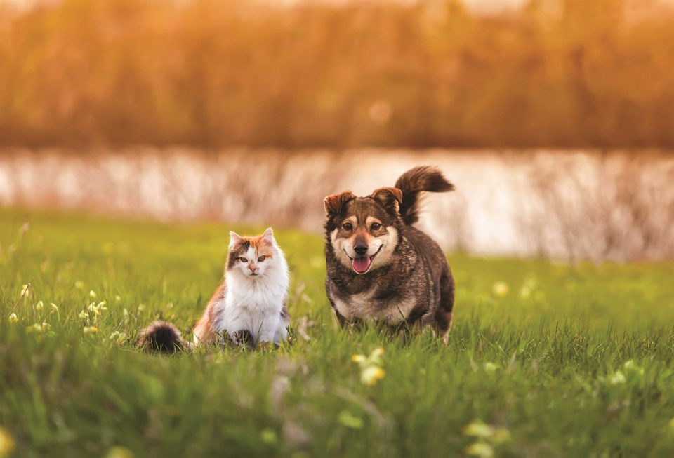 animal-bylaw