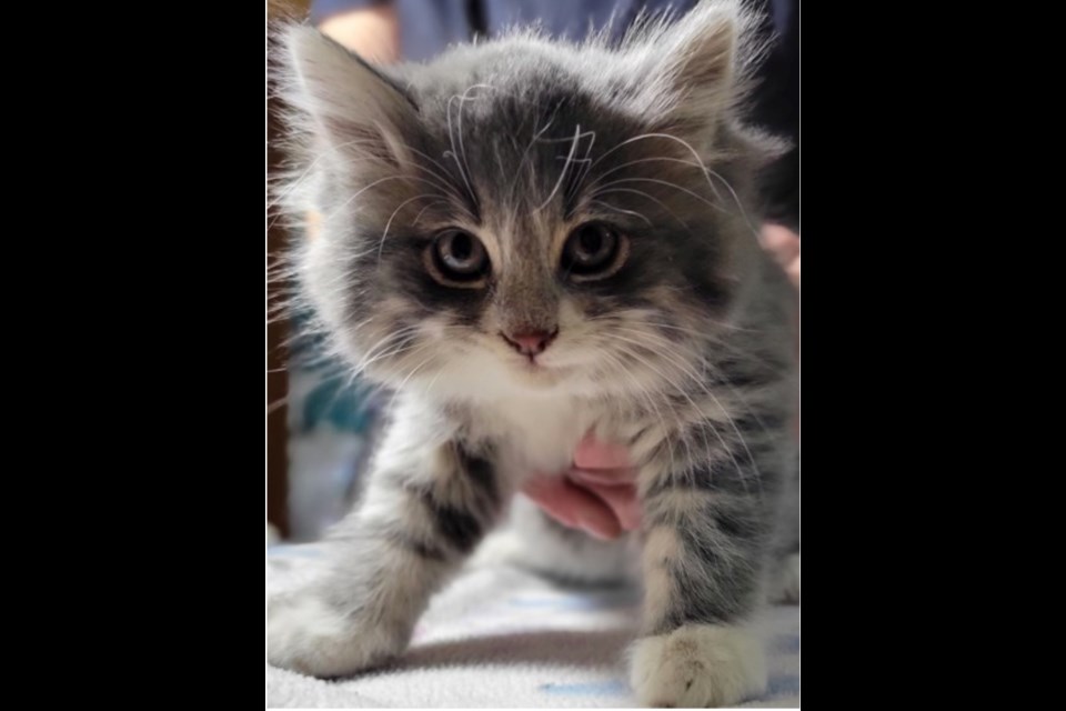 Athena is a long-hair domestic kitten ready to be adopted at the Lac La Biche Regional Humane Society. 