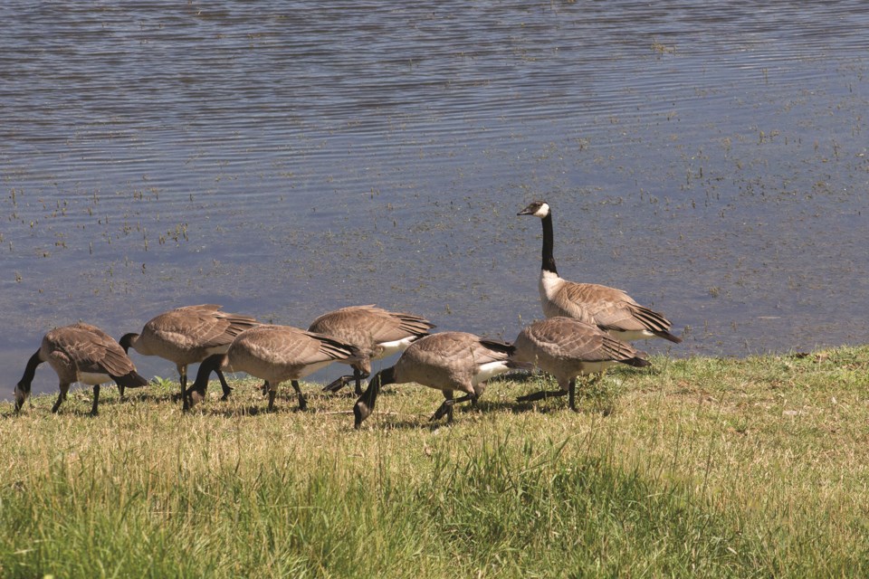 avian-flu-geese