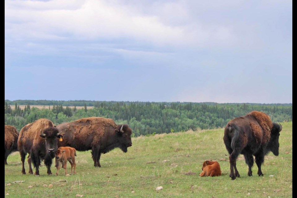 Baby calves are with adult bison at the Métis Crossing