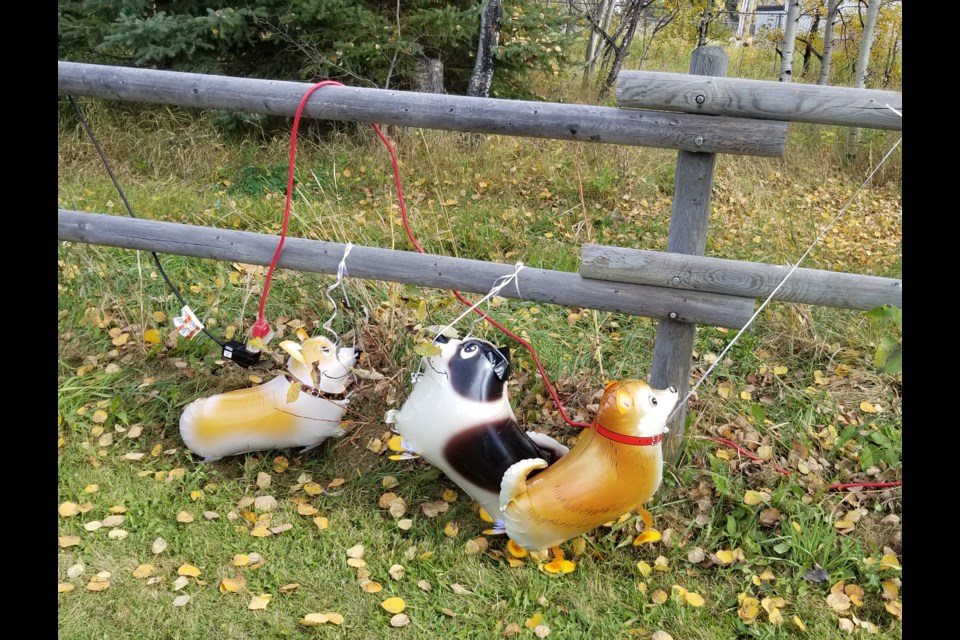 Balloon dogs were on hand for kids to play with during this year’s Bark in the Park event. 