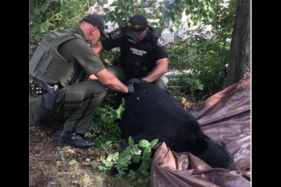 Conservation Officer Brad Semeniuk and Fish and Wildlife officer Conrad Ozero examine the animal and remove the tranquilizer dart from the bear after it fell into the net.