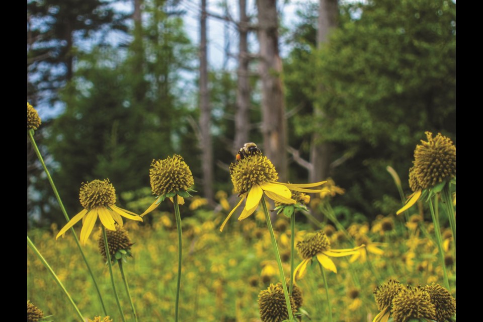 The City of Cold Lake approved a beekeeping bylaw on Nov. 14 following a public hearing. No residents spoke in favour or against the bylaw. / File photo