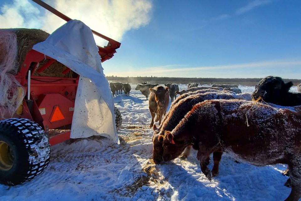 Although calving season at the Harty ranch only begins in mid-April, there is still plenty to do, regardless of the weather. / Photo courtesy Jennifer Harty