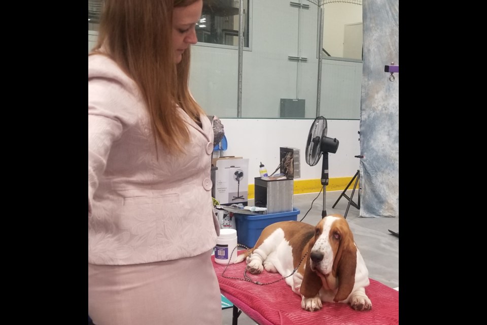 Lakeland Kennel Club and Obedience Club hosted the Six All Breed Championship Dog Shows event during the Canada Day long weekend in Cold Lake. Top canines were fluffed and buffed before taking their turn in the spotlight vying to be named leaders of their pack.