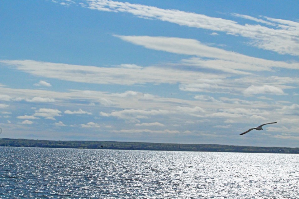 A lone gull flies over the waves of Lac La Biche lake. Increased amounts of  fecal bacteria in the waters near Churchill Park could be from birds, say provincial health officials -  but not for certain.