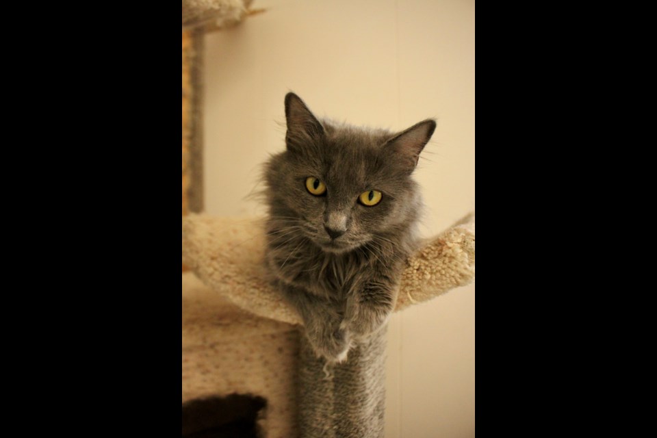 The gorgeous Selma lounges on the cat tree.