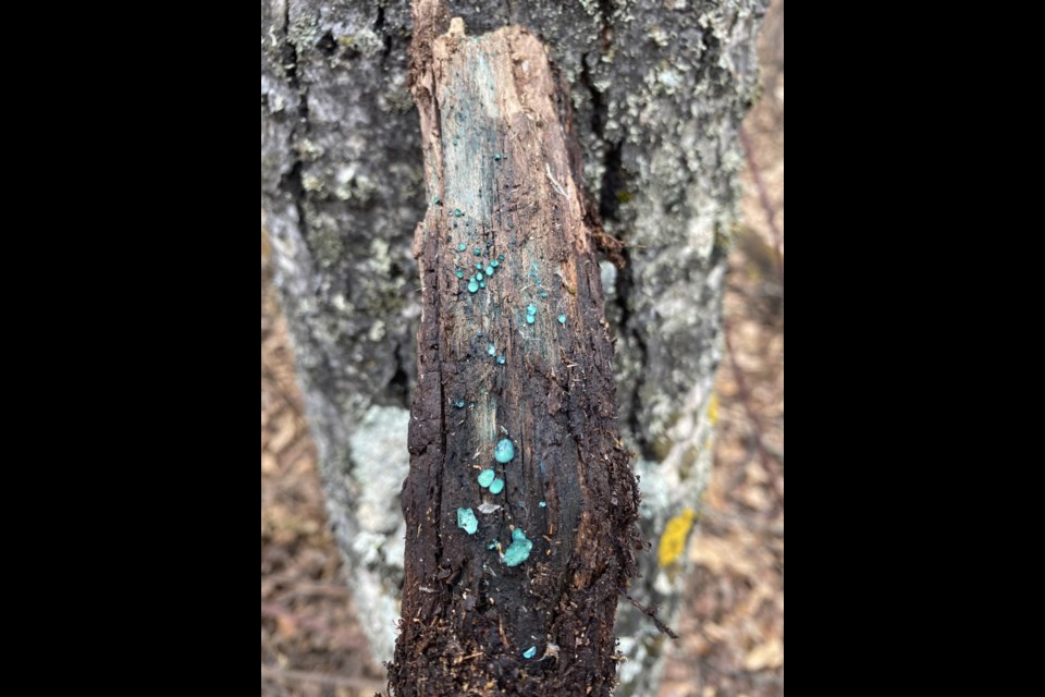 A blue stain mushroom found south of Meadow Lake Provincial Park. The blue stain mushroom's mycelium network stain the decomposing wood it lives on and is often spotted, though the fruiting body of the mushroom is rare to find. 