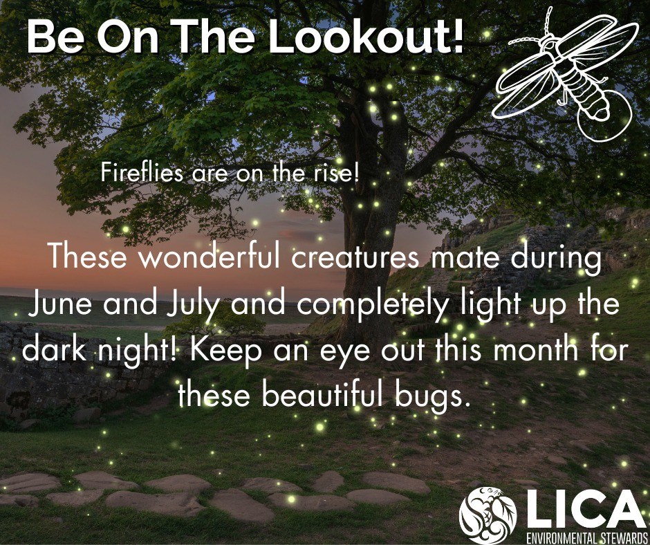 fireflies