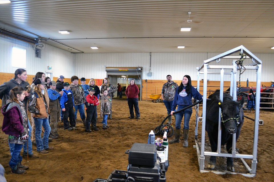 Senior Boscombe 4-H Beef Club member Maddisen Wirsta demonstrates the angle to be used when blow-drying a steer when grooming the animal for the show ring.