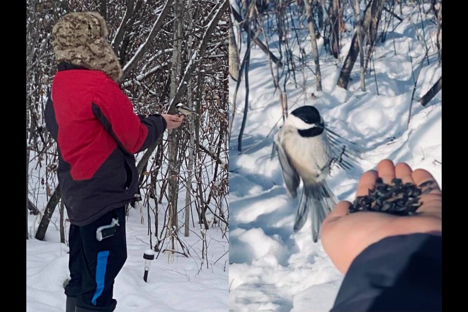 Brody Lilje has been spending plenty of time outside lately, coaxing Chickadees to eat seeds right from his hands.