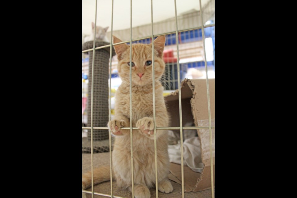 "Excuse me. Can I please get you to take  me home, please."   This cat seems to be calmly requesting a chat with it's potential forever home family as it draws your attention at the Lac La Biche Pet & Farm Supplies store grand-re-opening.   Image: Rob McKinley