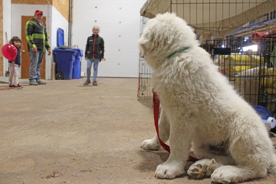 Are you my new owners?
     'nuff said.          Go to Lac La Biche's The Pet and Farm Supply to give this gorgeous pup a great home.   Image: Rob McKinley