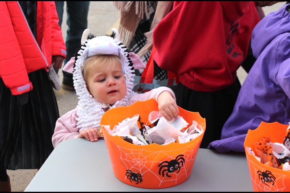 Even a miniature cow was spotted  trick-or-treating on Bonnyville streets this Halloween.