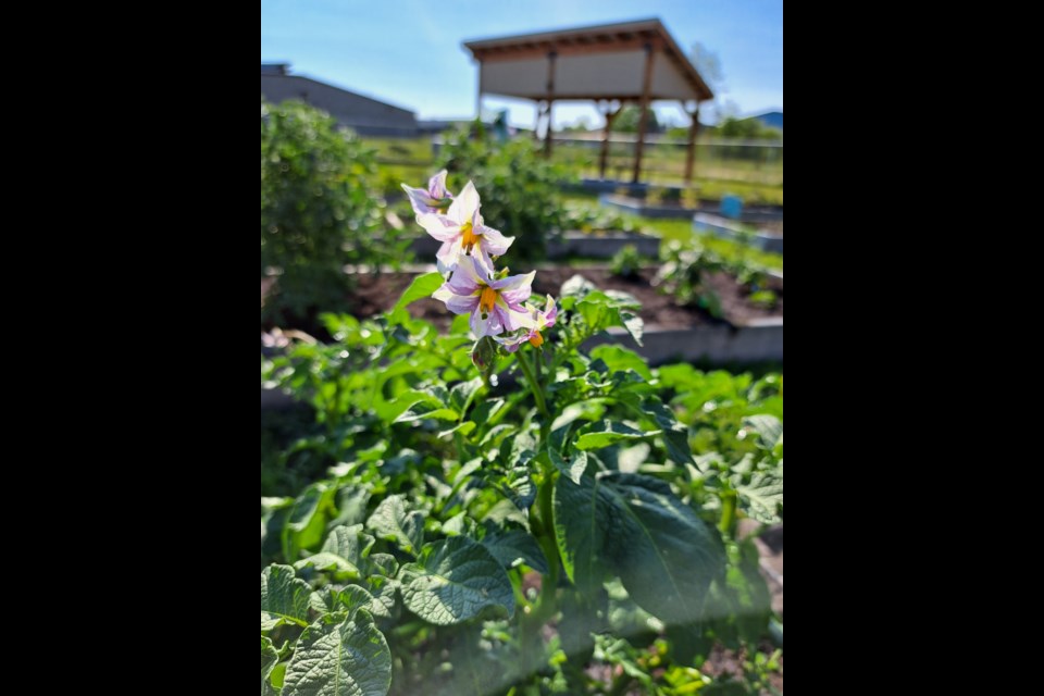 This season the Bonnyville Community Garden flourished with the help of community volunteers, LICA staff and in-kind support of local business.