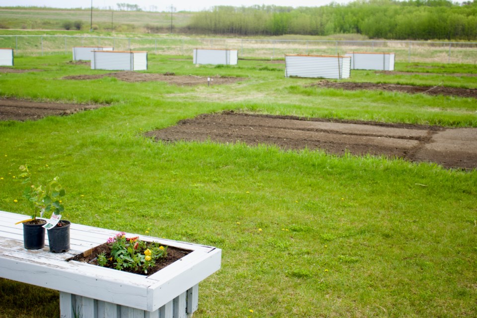 Lac La Biche County’s Community Garden space has been operating and serving locals interested in growing produce and plants since 2010. This year 35 ground plots and 24 raised beds are available for residents at Alexander Hamilton Park. Applicants are encouraged to apply while space is still available for the growing season.
