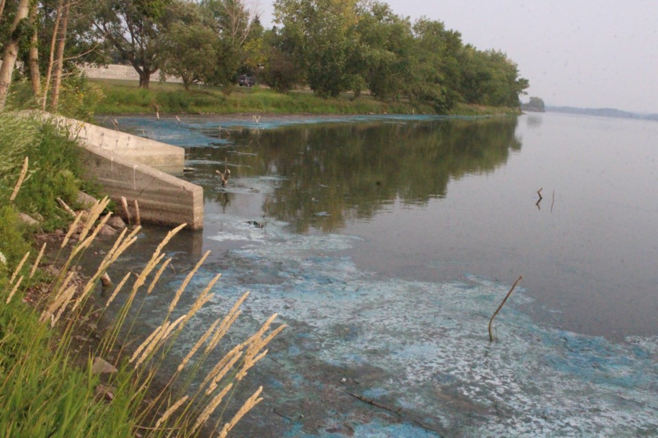 Cyanobacteria, commonly known as blue-green algae, was in full bloom on Jessie Lake on July 13.