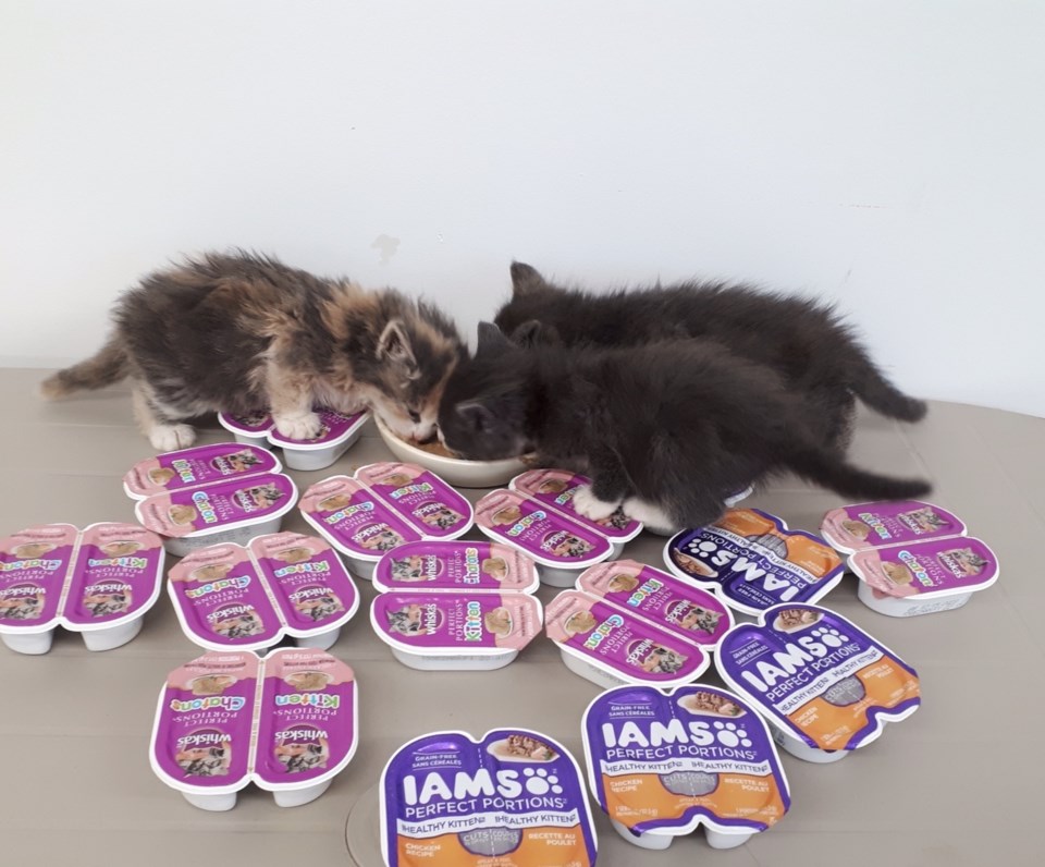 BNY SPCA - Kittens copy