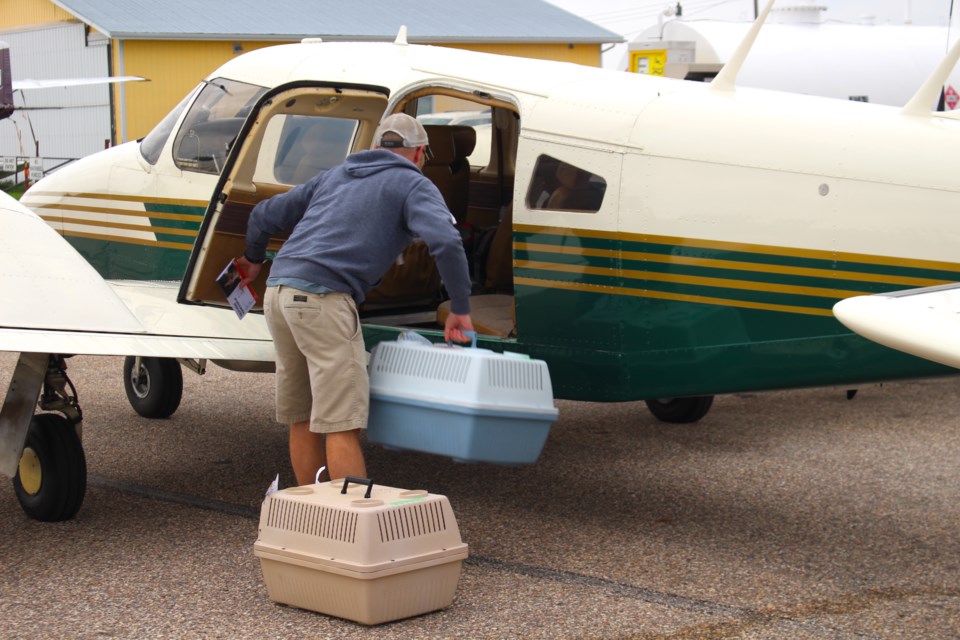 A pair of senior orange Tabby cats who were diagnosed with Feline Immunodeficiency Virus (FIV) made their way from the MD of Bonnyville's regional airport to Maple Ridge, B.C., thanks to the collaboration between the Bonnyville and District SPCA and Canadian Wings of Rescue pilot Robert Campbell, a Calgary veterinarian.  July 3, 2023.