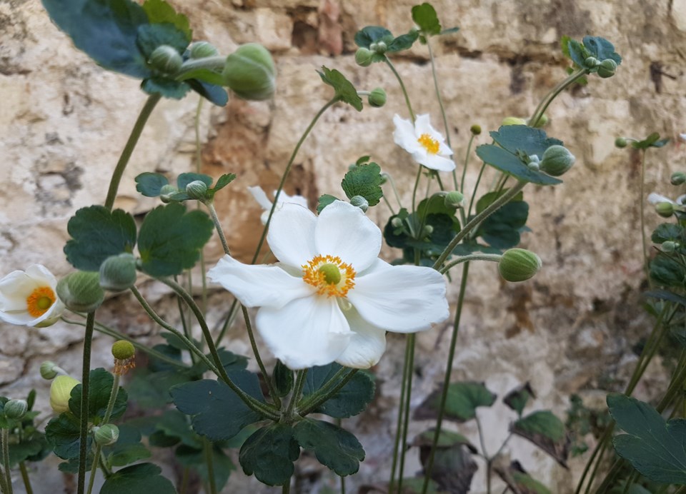 florence-flower-jazmin-tremblay