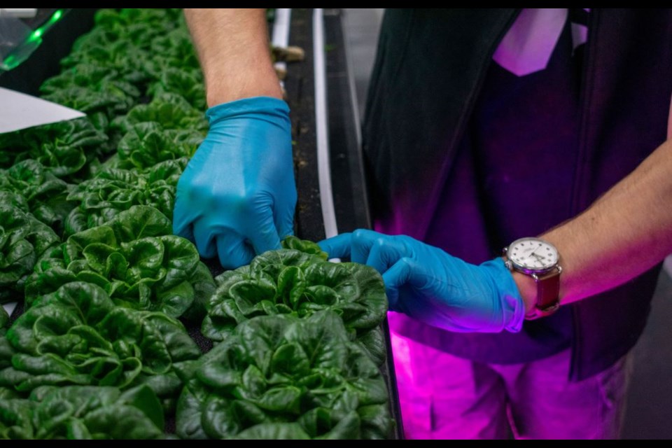 Fresh Farms Inc., a hydroponic vertical farm based in the City of Cold Lake is filling a community need during the national lettuce shortage.