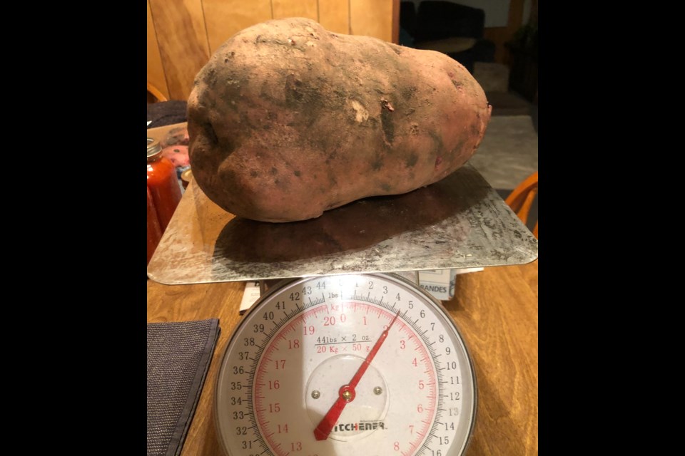 The largest potato pulled from Jim Bodnar's garden this year weighed in at a smidge over 4.5 lbs.