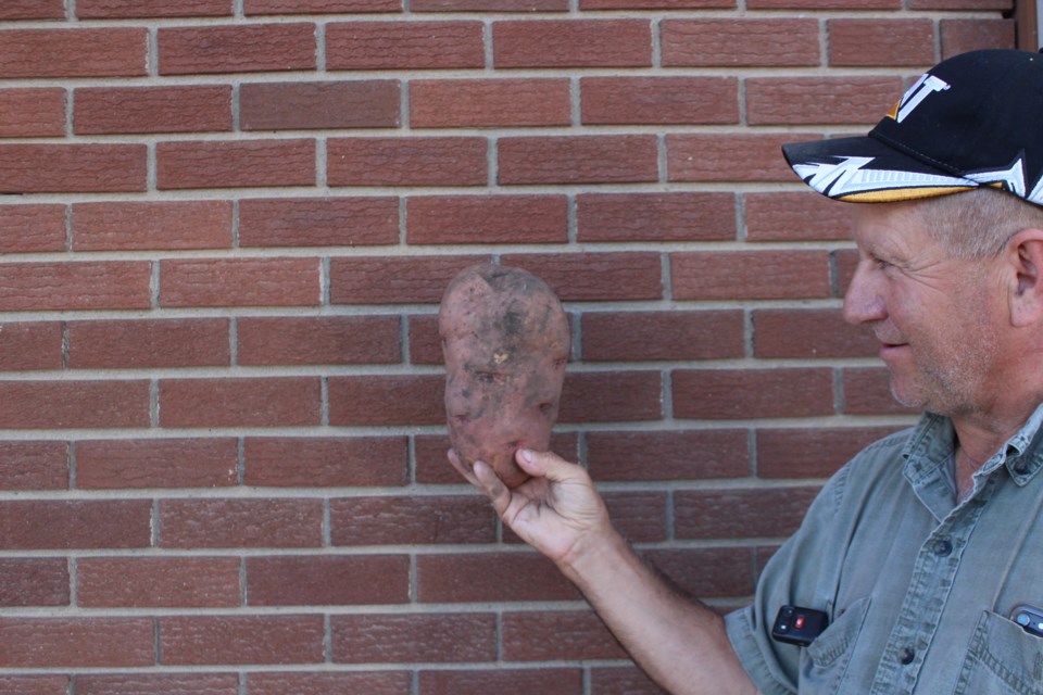 “You never come across something like this. You only come across maybe three-pounders. I would have never expected to come across a four and a half plus pound red potato in the garden,” he said, explaining his excitement and urge to document the abnormal discovery. 