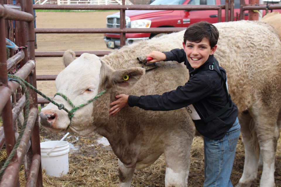 Landon Lee is pictures brushing Fred at the Bonnyville District Show and Sale held at Cold Lake Exhibition Park on June 2, 2023.