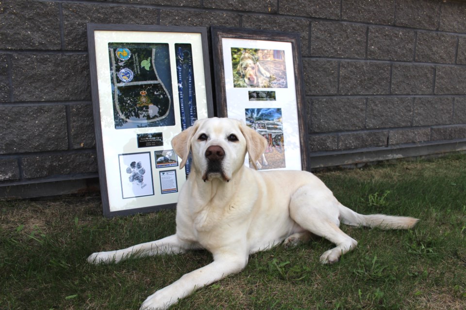 After nine years of service to Bonnyville Victim Services (BVS), Odie is ready to hang up his service dog leash once and for all. 