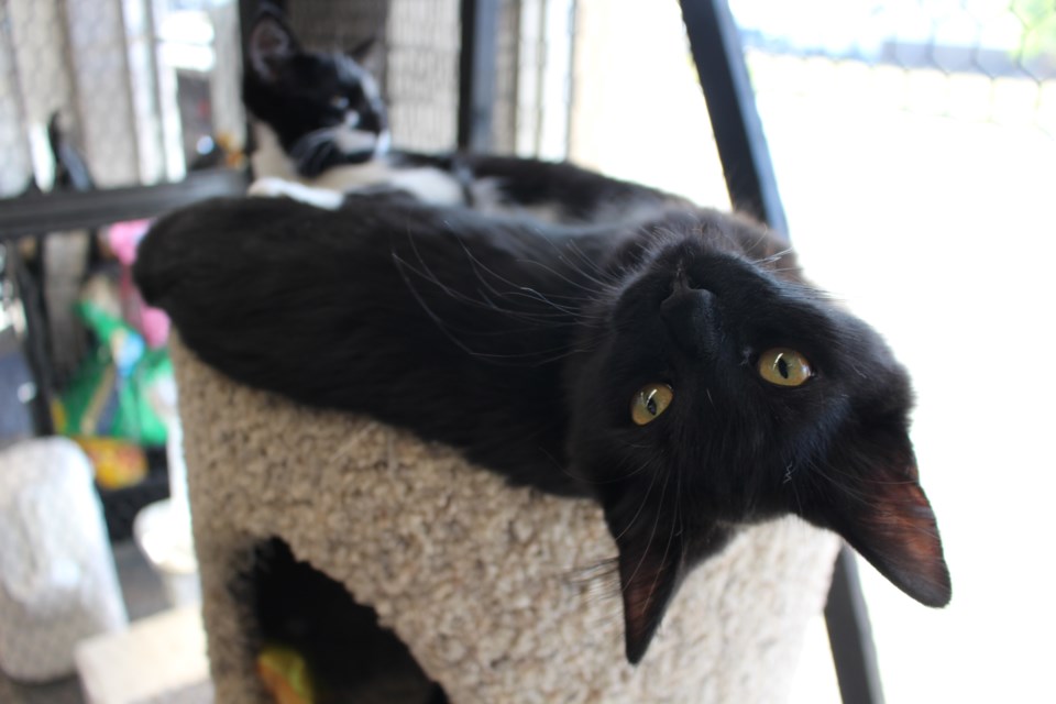 Strawberry is almost five months old. She is a domestic black short-haired kitten that is described as being somewhat standoffish but is very cuddly. Next to her is her Blueberry, who is just over five months old. Blueberry is described as being spunky and rambunctious.