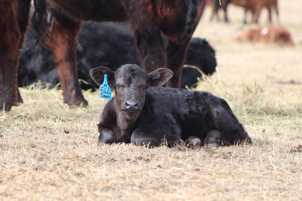 Calving season is well under way at Rondeau Ranch as well as across the Lakeland. 