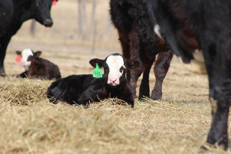 Calving season is well under way at Rondeau Ranch as well as across the Lakeland. 