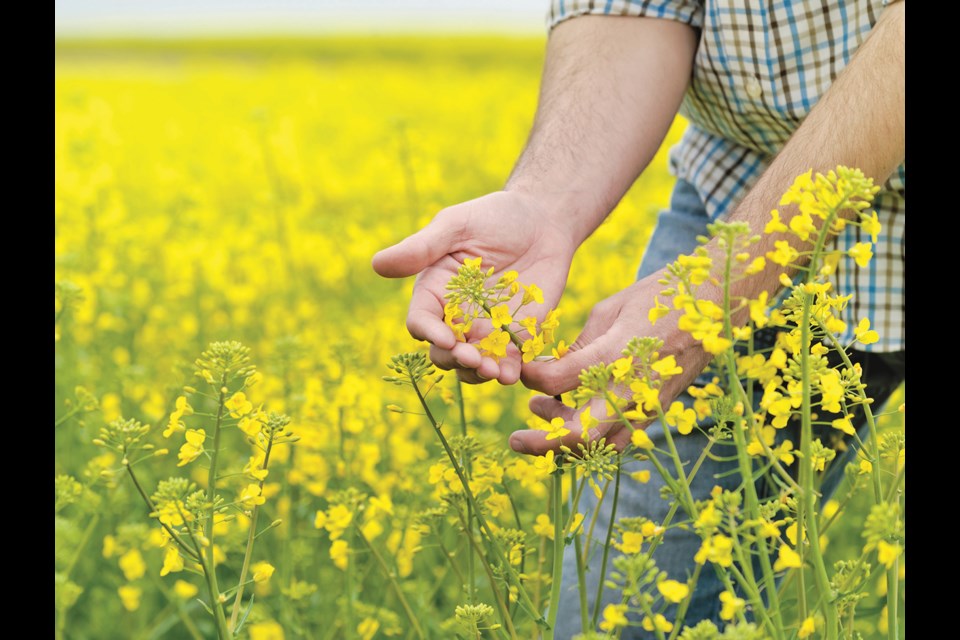 Canola prices soar as supply decreases.