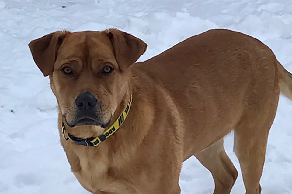 Captain is around 2 years old and has been with the Bonnyville SPCA since December. Captain is very easy going, he loves other dogs and people. He is looking for his forever family.