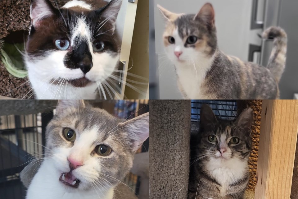 Cats at shelter