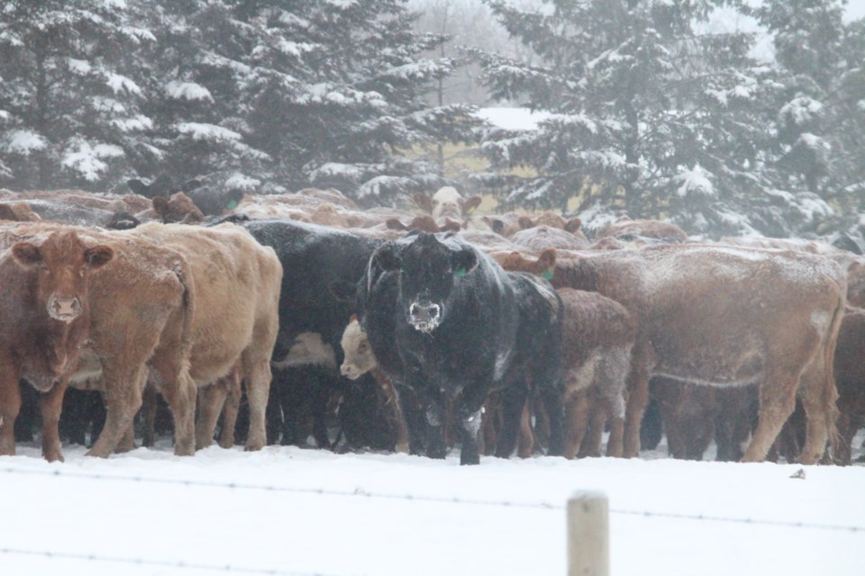 Cows were huddled for heat in a farm field near the Beaver Lake Cree Nation on Tuesday morning as the region endured the fourth-straight day of the polar weather conditions.  