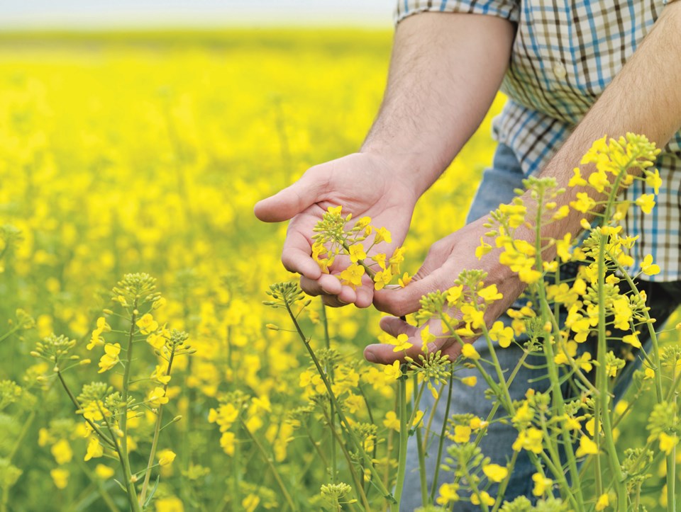 countycanola