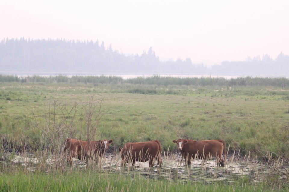 Cows in a wet pasture near the Elinor Lake Road stand in front of a smoky background