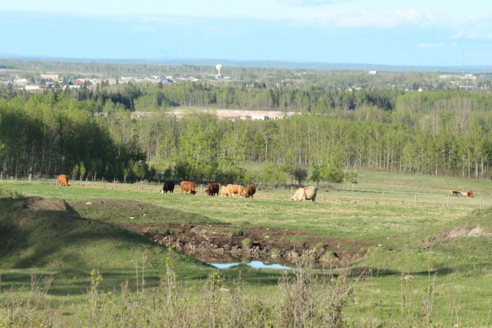cows pasture above Lac La Biche summer