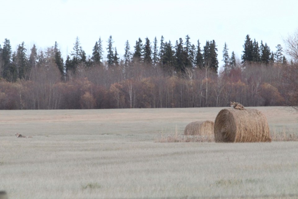 A coyote watches a family member in a field east of Lac La Biche's Bold Center on Sunday afternoon.   Image: Rob McKinley